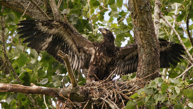 Обои картинки фото животные, птицы - хищники, птица