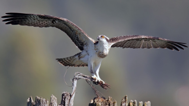 Обои картинки фото животные, птицы - хищники, птица