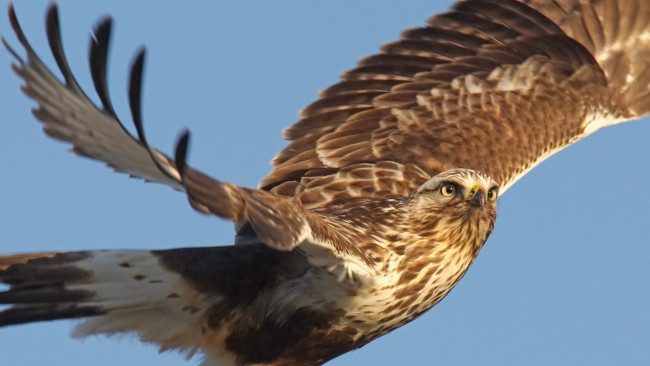 Обои картинки фото животные, птицы - хищники, птицы