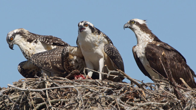 Обои картинки фото животные, птицы - хищники, трио