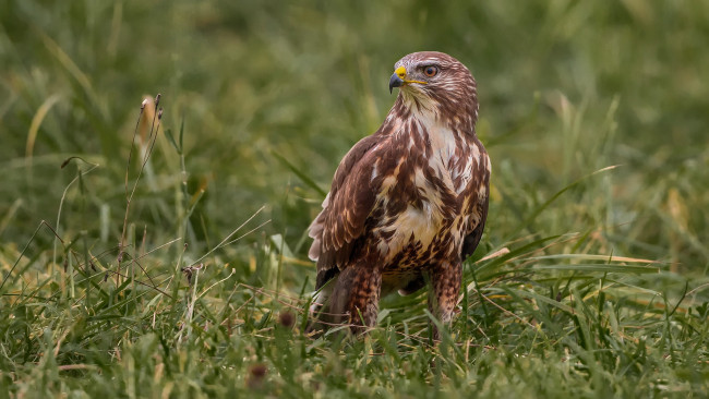 Обои картинки фото животные, птицы, перья, забавная, окрас, птица