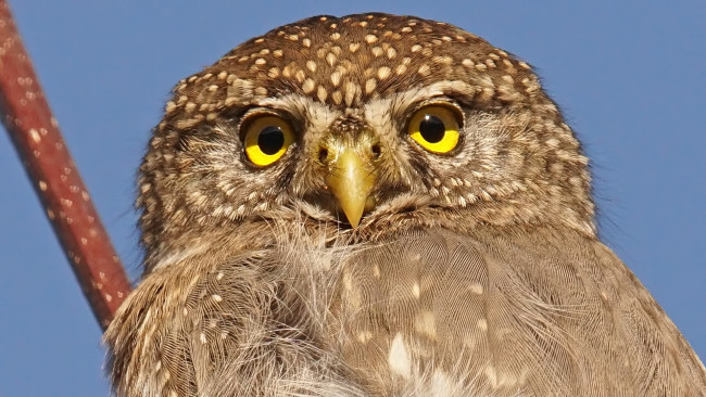 Обои картинки фото животные, совы, портрет