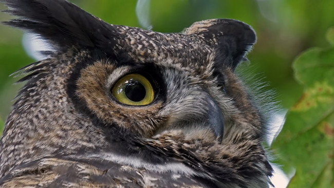 Обои картинки фото животные, совы, портрет