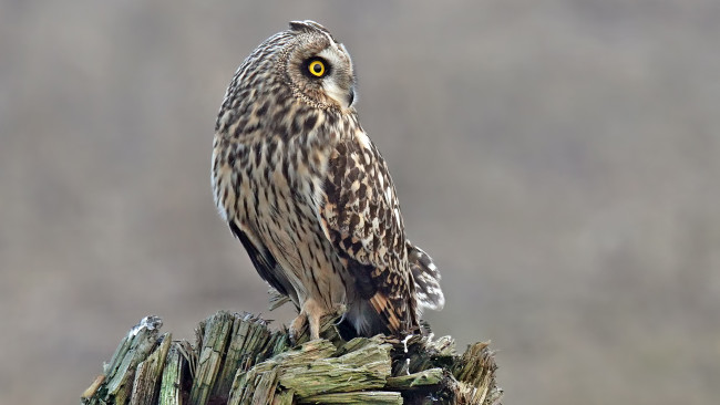 Обои картинки фото животные, совы, птица