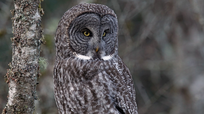 Обои картинки фото животные, совы, сова