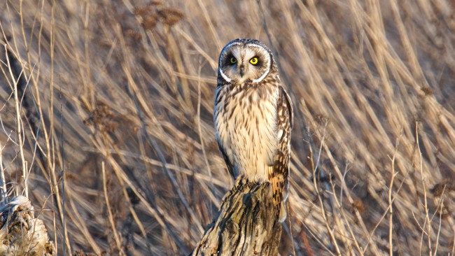 Обои картинки фото животные, совы, сова