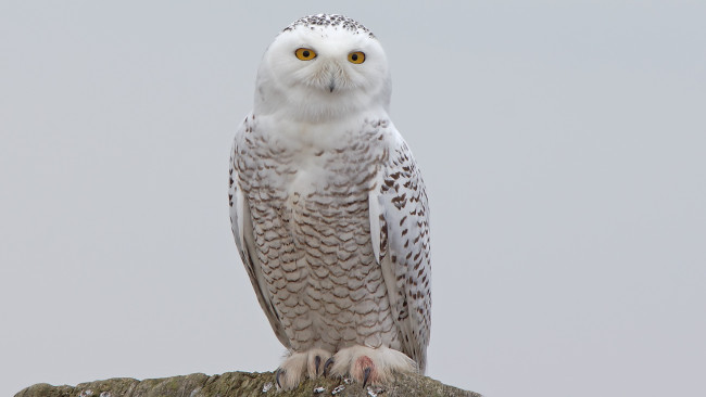 Обои картинки фото животные, совы, сова