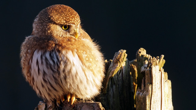 Обои картинки фото животные, совы, сова