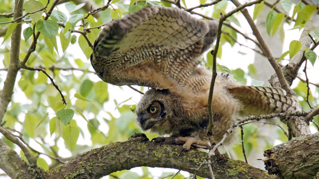 Обои картинки фото животные, совы, сова