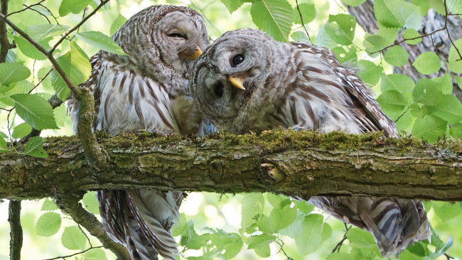 Обои картинки фото животные, совы, совята
