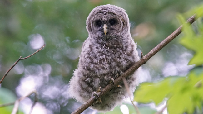 Обои картинки фото животные, совы, совёнок