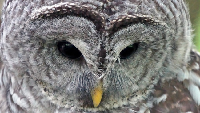 Обои картинки фото животные, совы, взгляд