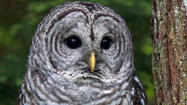 Обои картинки фото животные, совы, взгляд