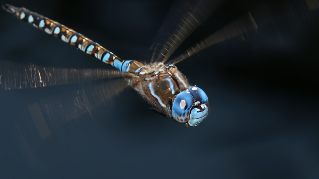 Обои картинки фото животные, стрекозы, стрекоза