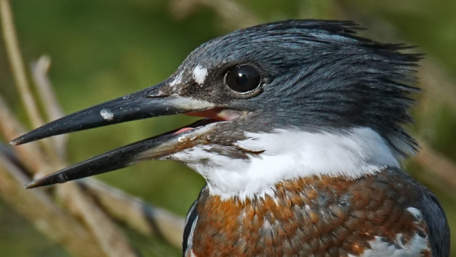 Обои картинки фото животные, зимородки, портрет