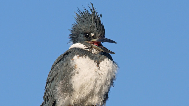 Обои картинки фото животные, зимородки, птица