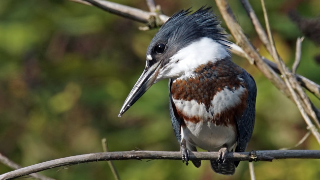 Обои картинки фото животные, зимородки, взгляд