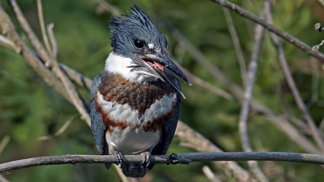 Обои картинки фото животные, зимородки, зимородок