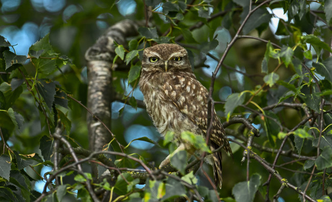 Обои картинки фото животные, совы, сова