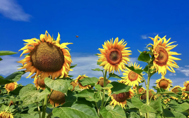 Обои картинки фото цветы, подсолнухи, поле