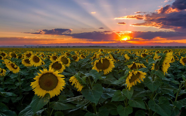 Обои картинки фото цветы, подсолнухи, поле, пейзаж, закат