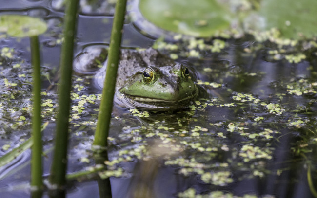 Обои картинки фото животные, лягушки, озеро, вода, камыш, ряска, лягушка