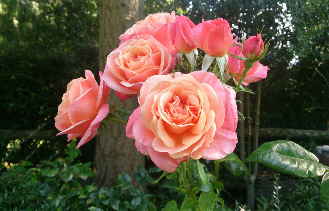 Обои картинки фото цветы, розы