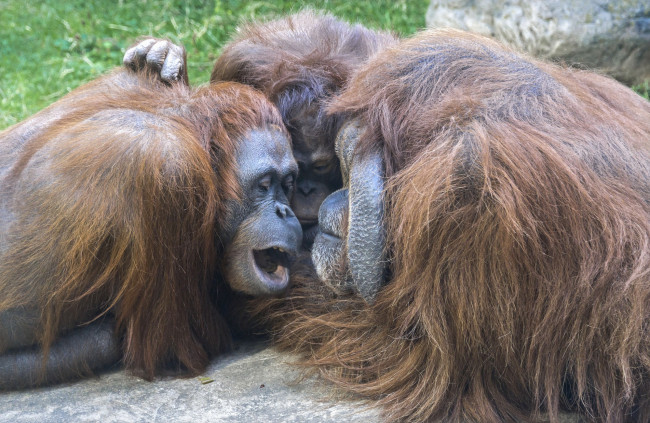 Обои картинки фото животные, обезьяны, животный, мир, обезьяна, живность, московский, зоопарк, джентон, млекопитающие, орангутаны, орангутан, личи, мишель, борнейские, высшие, приматы