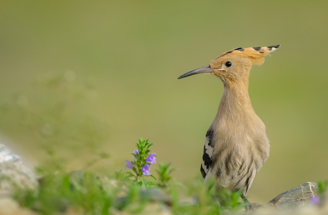 Обои картинки фото животные, птицы, перья, птица, окрас