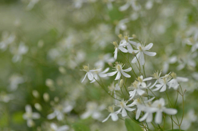 Обои картинки фото цветы, луговые , полевые,  цветы, белые