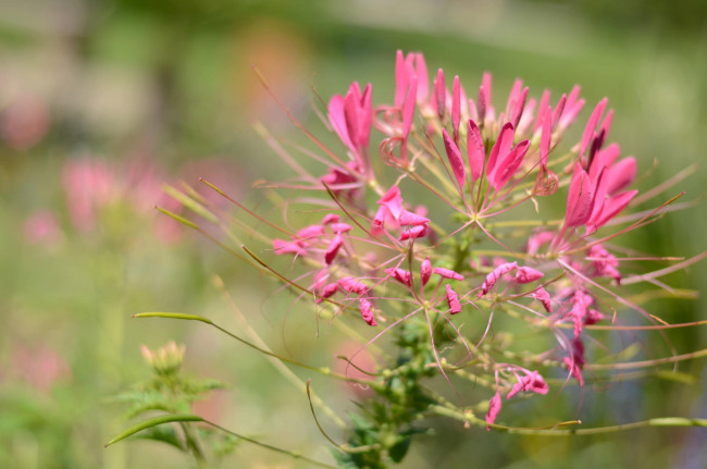 Обои картинки фото цветы, розовые