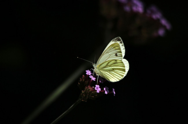 Обои картинки фото животные, бабочки,  мотыльки,  моли, макро