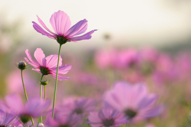 Обои картинки фото цветы, космея, макро