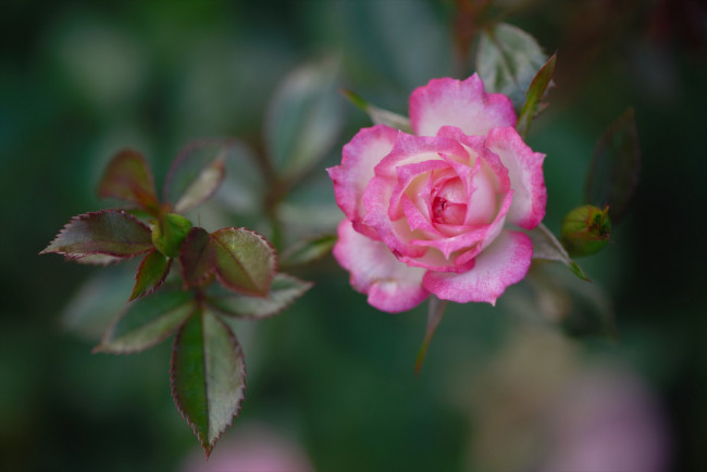 Обои картинки фото цветы, розы, роза