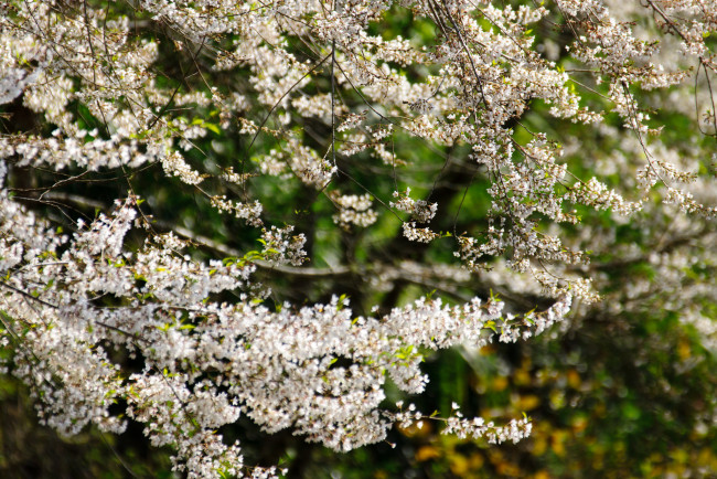 Обои картинки фото цветы, сакура,  вишня, ветки