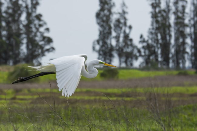 Обои картинки фото животные, цапли,  выпи, полёт