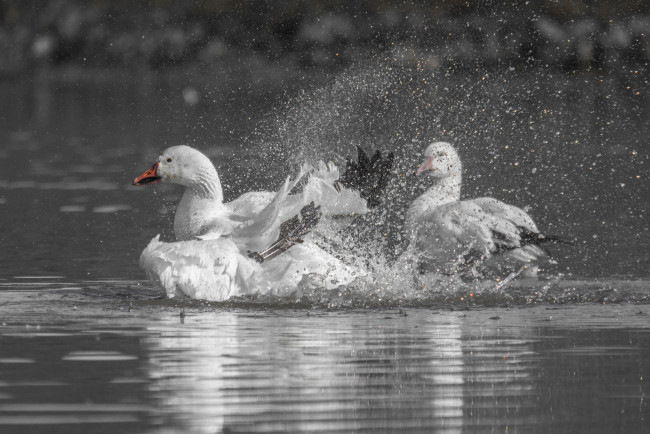 Обои картинки фото животные, гуси, брызги