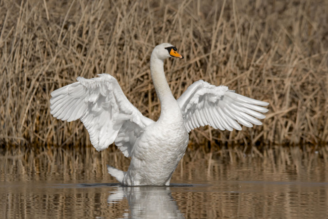 Обои картинки фото животные, лебеди, лебедь