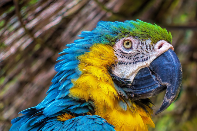 Обои картинки фото животные, попугаи, птица, окрас, попугай, перья, клювик