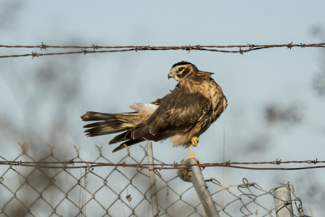 Обои картинки фото животные, птицы - хищники, птица
