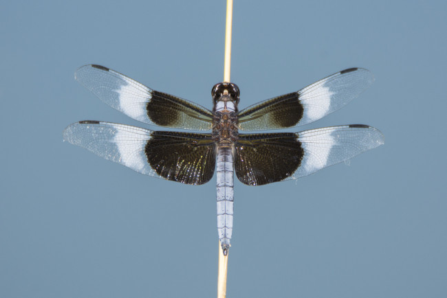 Обои картинки фото животные, стрекозы, стрекоза