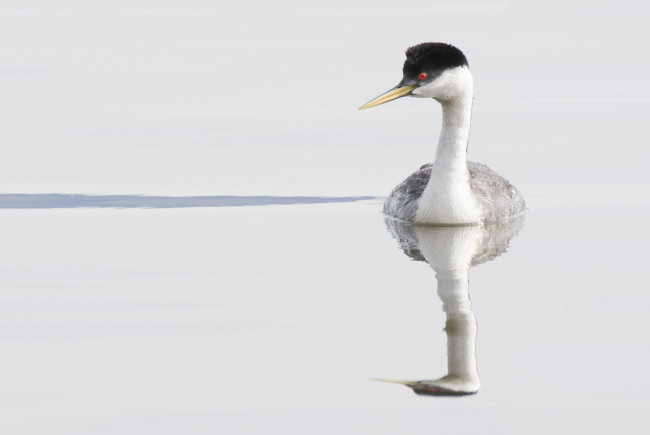 Обои картинки фото животные, Чомги , поганки, плывёт