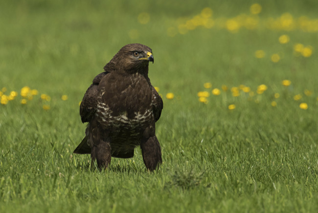 Обои картинки фото животные, птицы - хищники, хищник