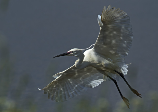 Обои картинки фото животные, цапли,  выпи, цапля