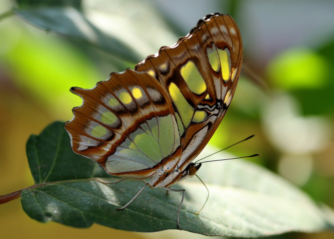 Обои картинки фото животные, бабочки,  мотыльки,  моли, бабочка