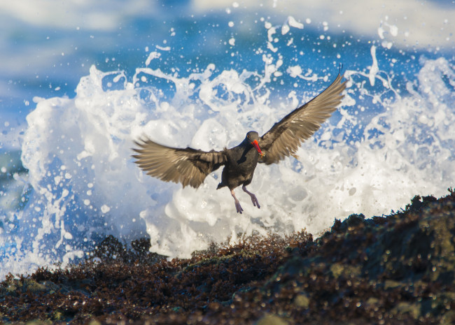 Обои картинки фото животные, птицы, птица