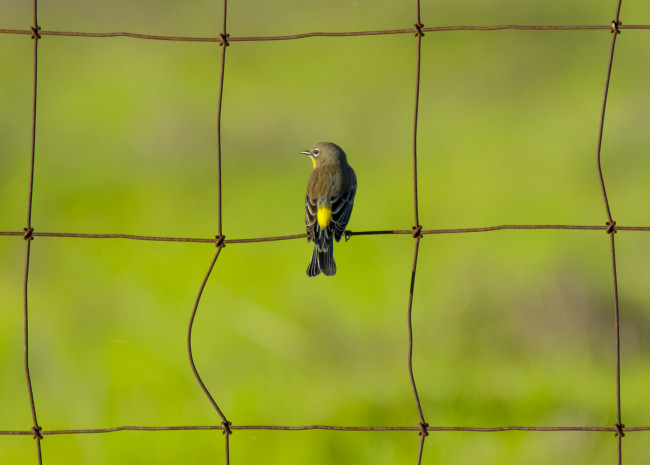 Обои картинки фото животные, птицы, сетка