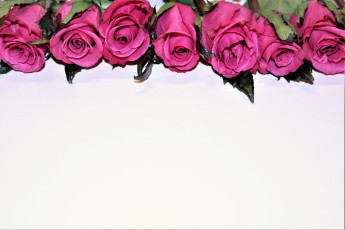 Картинка цветы розы бутоны розовые