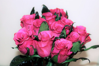 Картинка цветы розы бутоны розовые