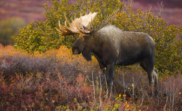 обоя животные, лоси, лось, осень, кусты